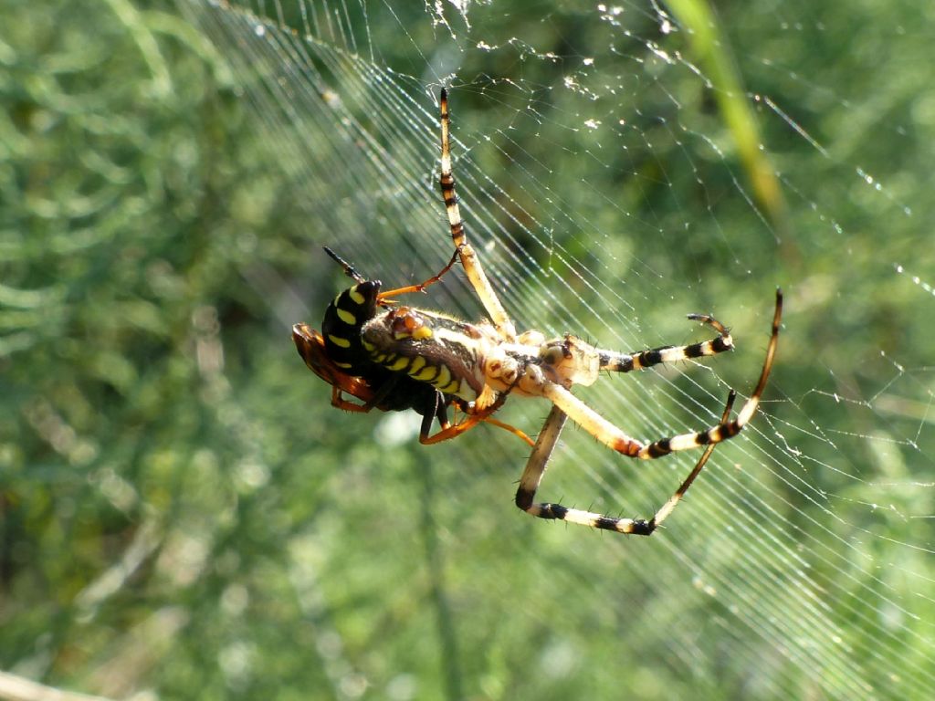 Lotta tra Pompilidae e ragno